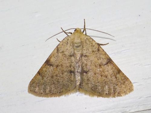 Réf. 294 132 : Isturgia miniosaria